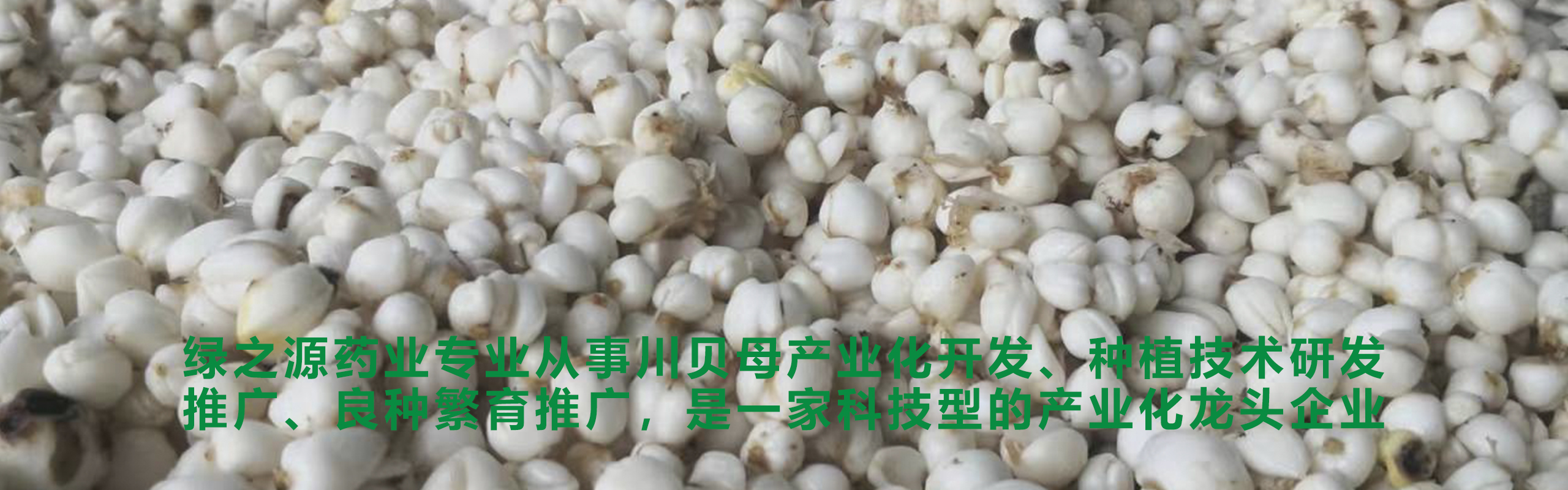 十年磨一劍、匠心不改